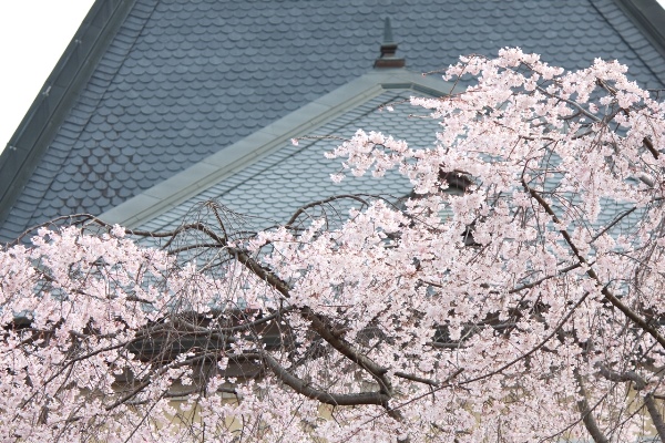 5225-14.3.31屋根にかかる　祇園しだれ桜アップ.jpg